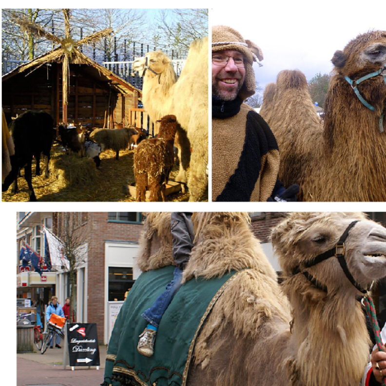 Kerst Kamelen ritjes inhuren, www.kerstacts.nl, kerstentertainment, levende kerststal, kameel, kamelen, kerst acts