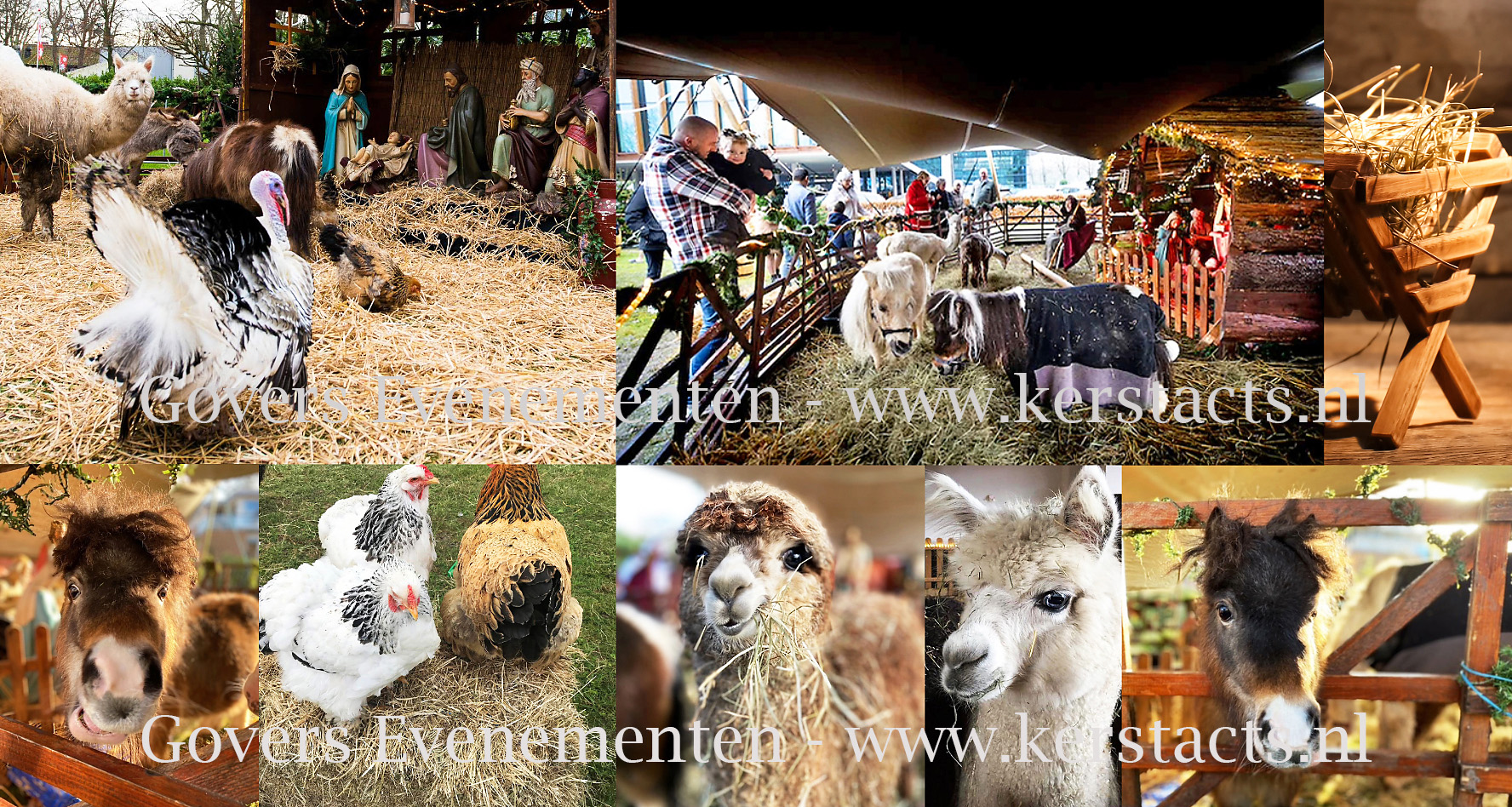 Levende kerststal verhuur verhoogt de kerstsfeer tijdens kerstmarkt of kerstbraderie, kerststal, levende kerststal, www.kerstacts.nl